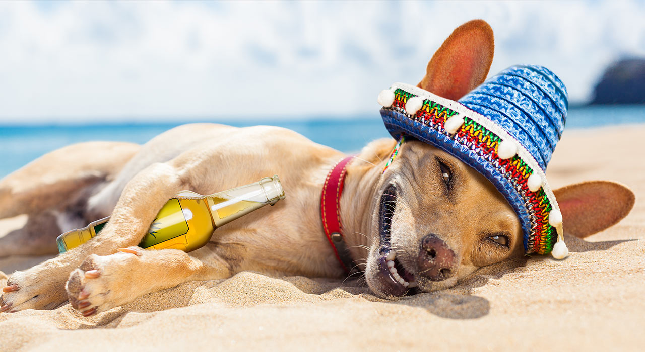Man s Best Amigo How To Speak To Your Dog In Spanish