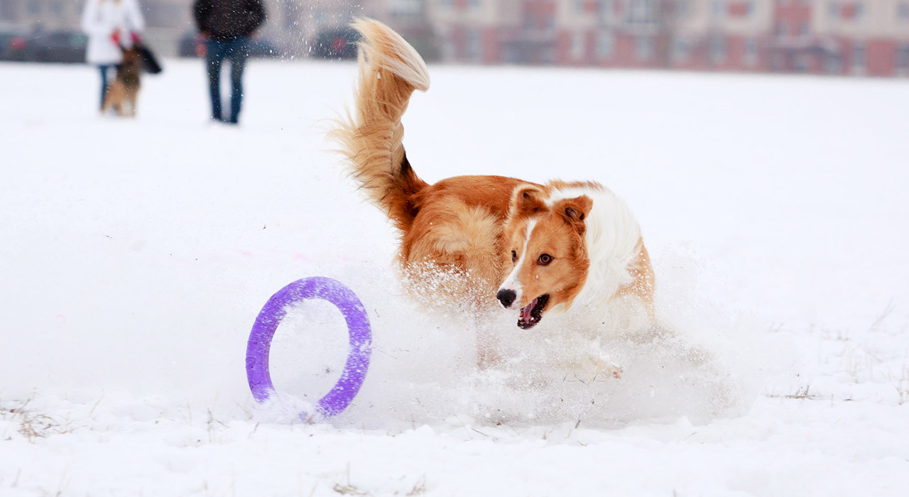 Dog failing to catch a frisbee