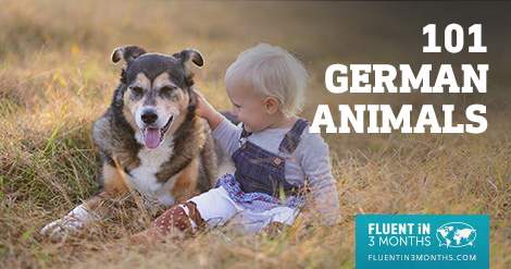 101+ German Animal Names (with English Translations) 101+ German Animal Names (with English Translations)