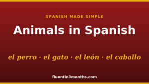 Animals in Spanish: el perro, el gato, el león and el caballo