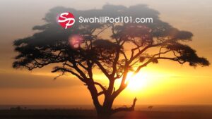 SwahiliPod101 logo over an acacia tree at sunset on the East African savanna