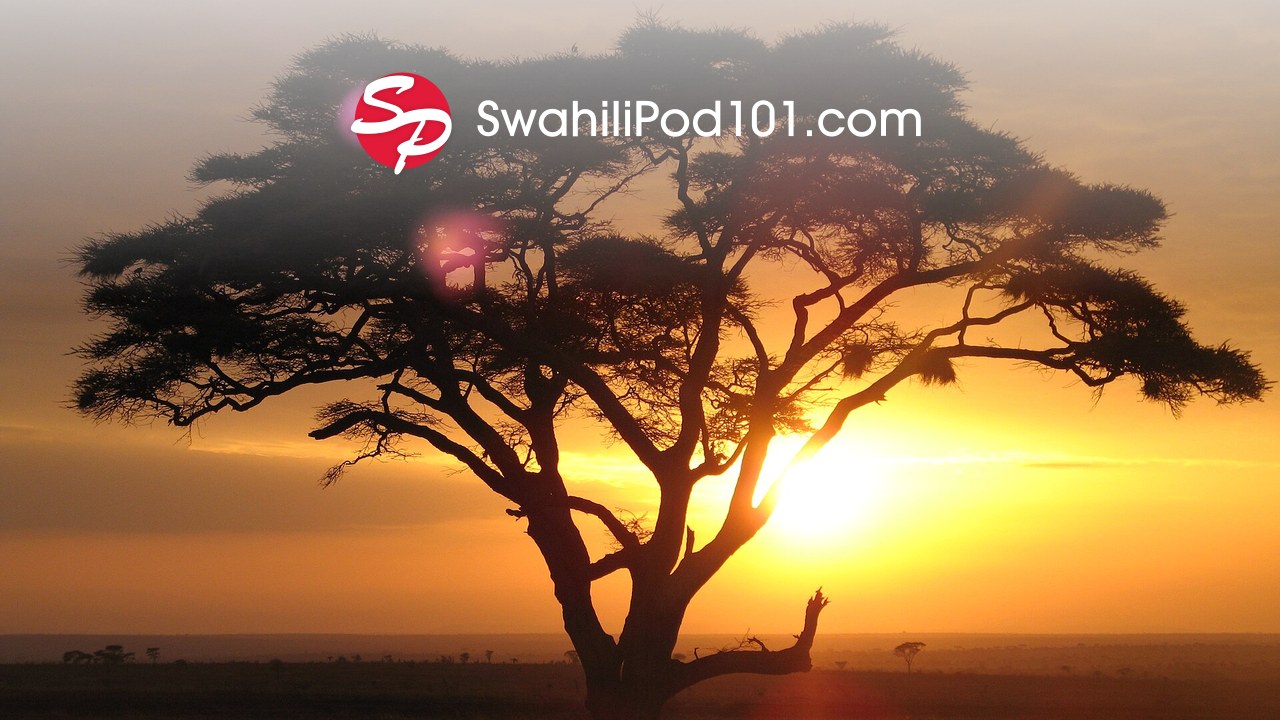 SwahiliPod101 logo over an acacia tree at sunset on the East African savanna
